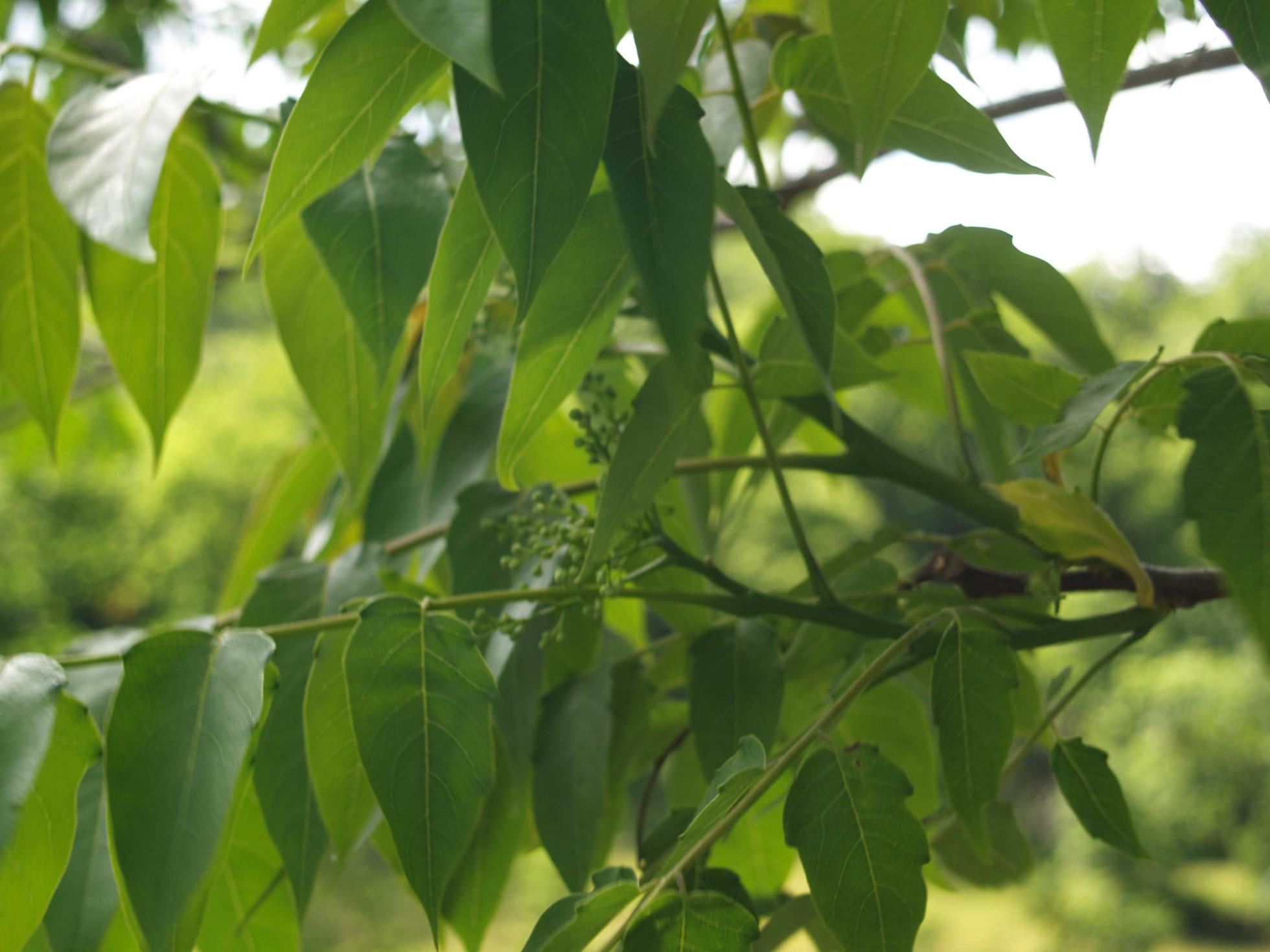 Tree of Heaven